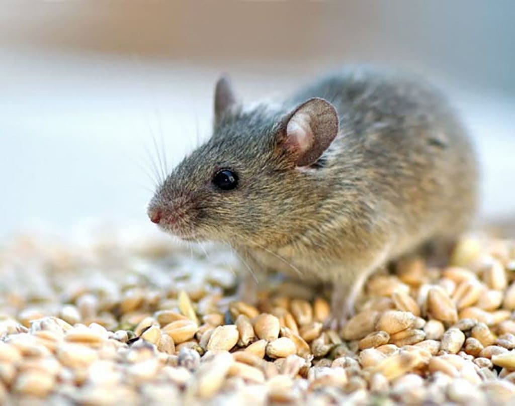 Professional Mice control services in richmond hill mice control richmond hill